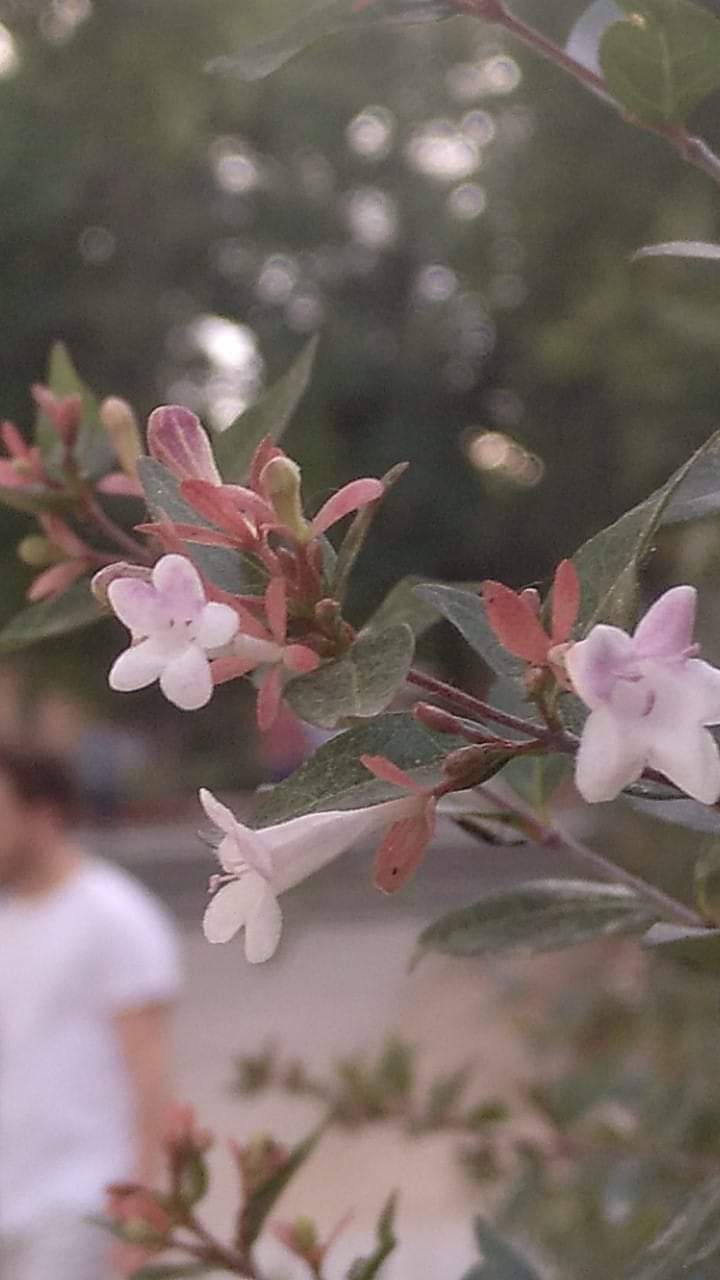 foto de flor